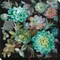 Outdoor Living and Style Gray and Green Succulent Fanfare Outdoor Canvas Square Wall Art Decor 24" x 24"